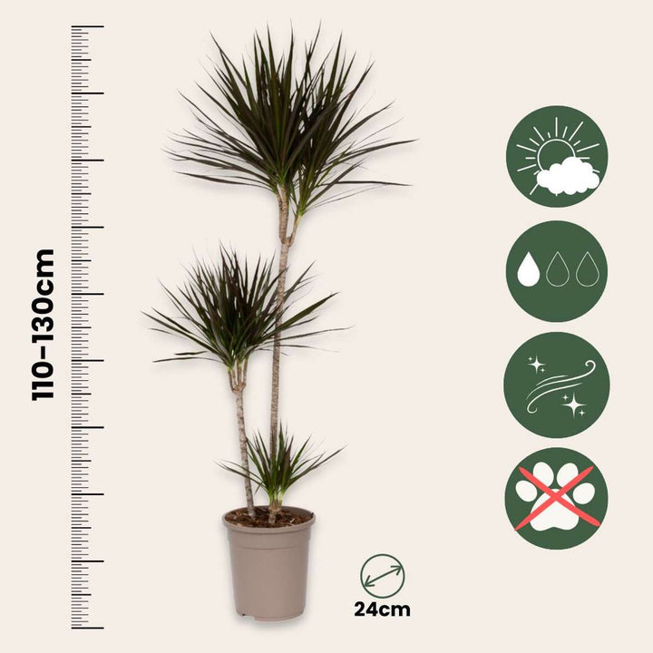 Dracaena marginata - XL stablo zmajeve krvi