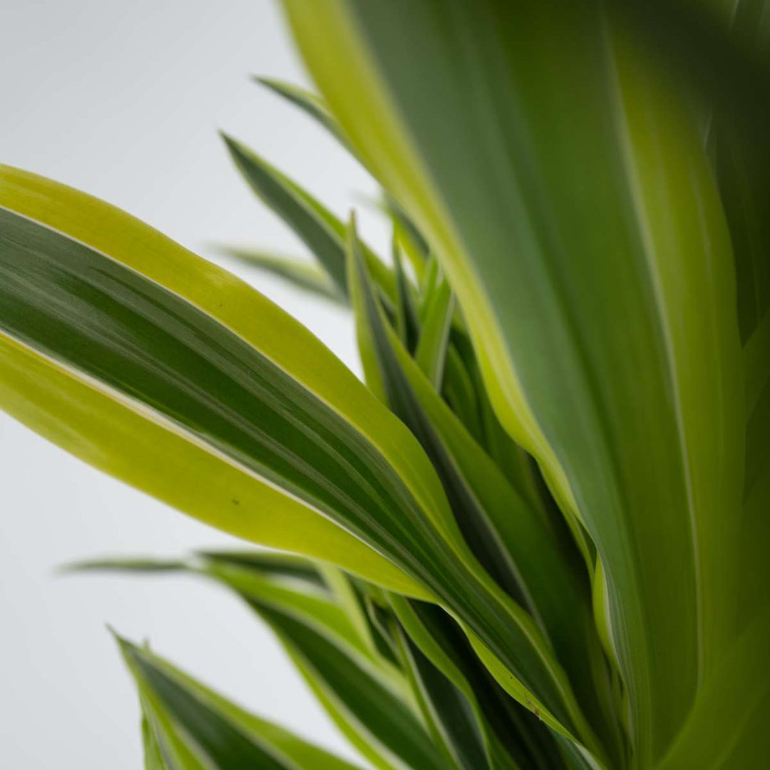 Dracaena Deremensis - Lemon Lime - Drakenbloedboom