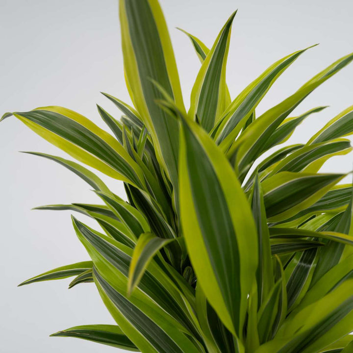 Dracaena Deremensis - Lemon Lime - Drakenbloedboom