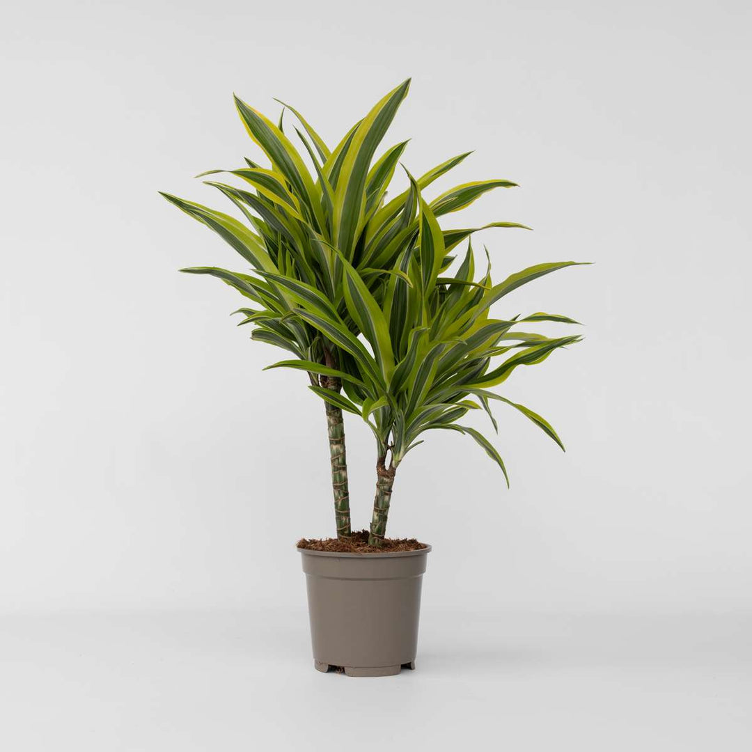 Dracaena Deremensis - Lemon Lime - Drakenbloedboom