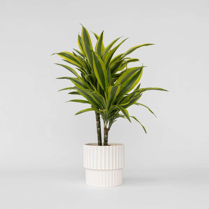 Dracaena Deremensis - Lemon Lime - Drakenbloedboom