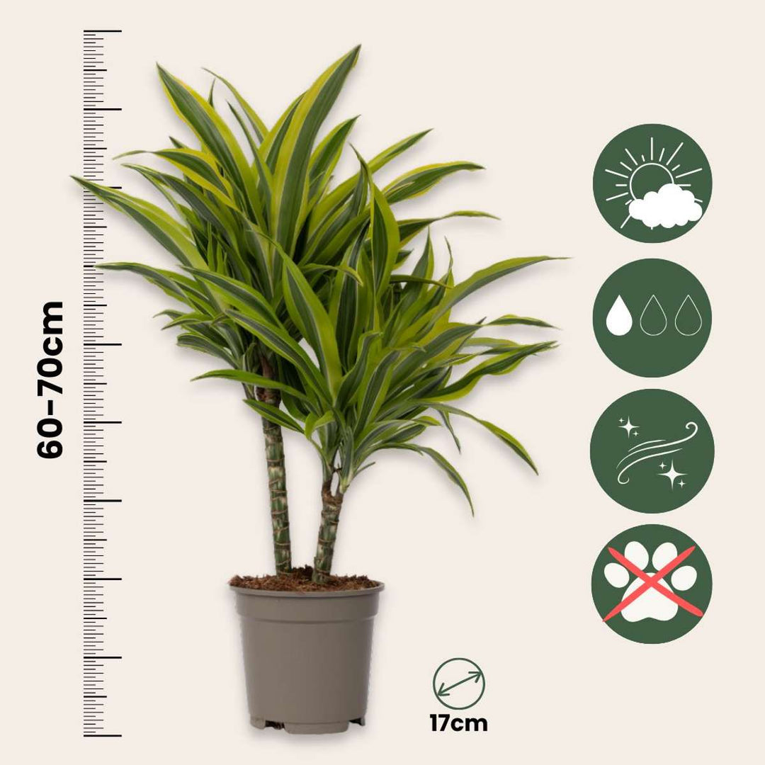 Dracaena deremensis 'Lemon Lime' - Drvo zmajeve krvi