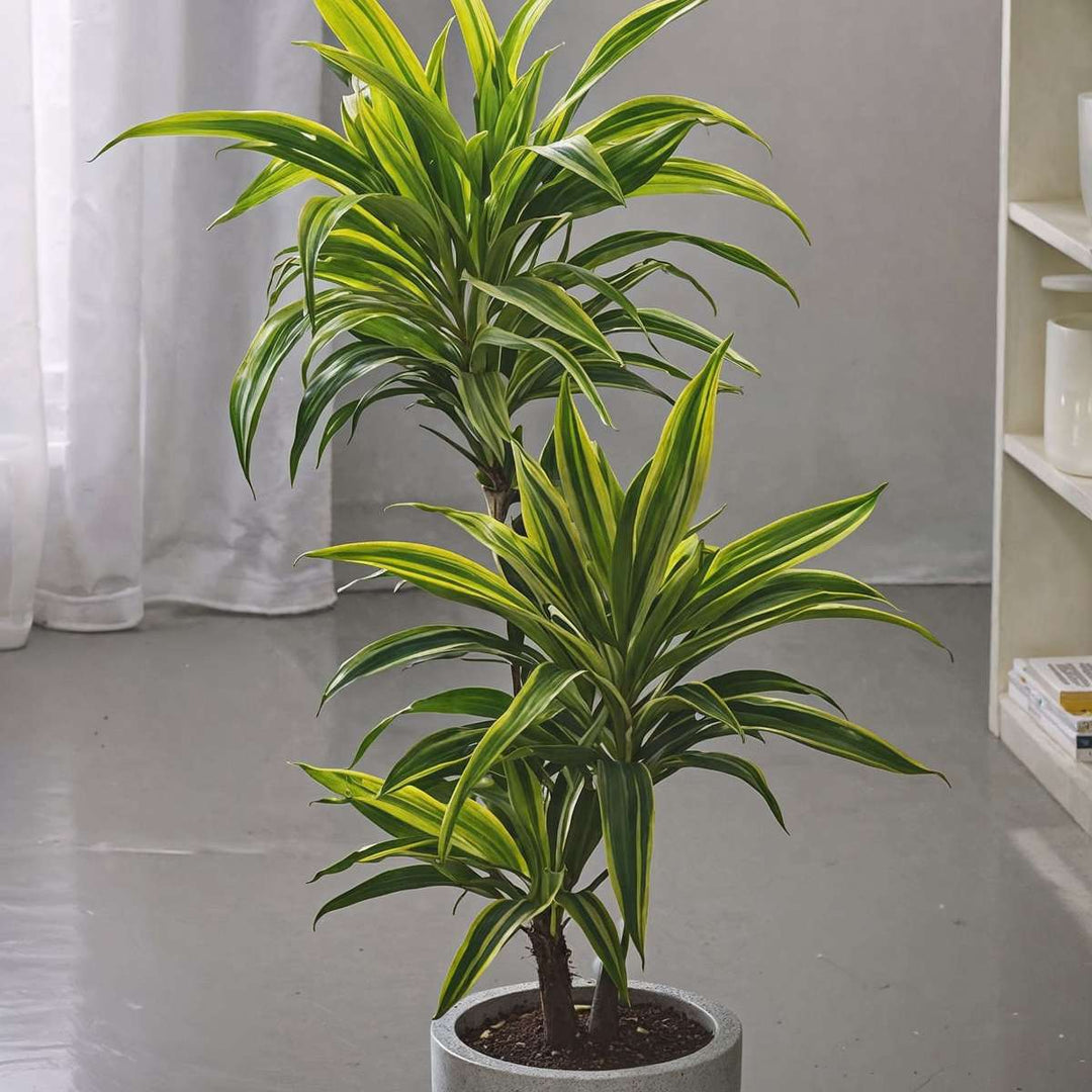 Dracaena Deremensis - Lemon Lime - Drakenbloedboom