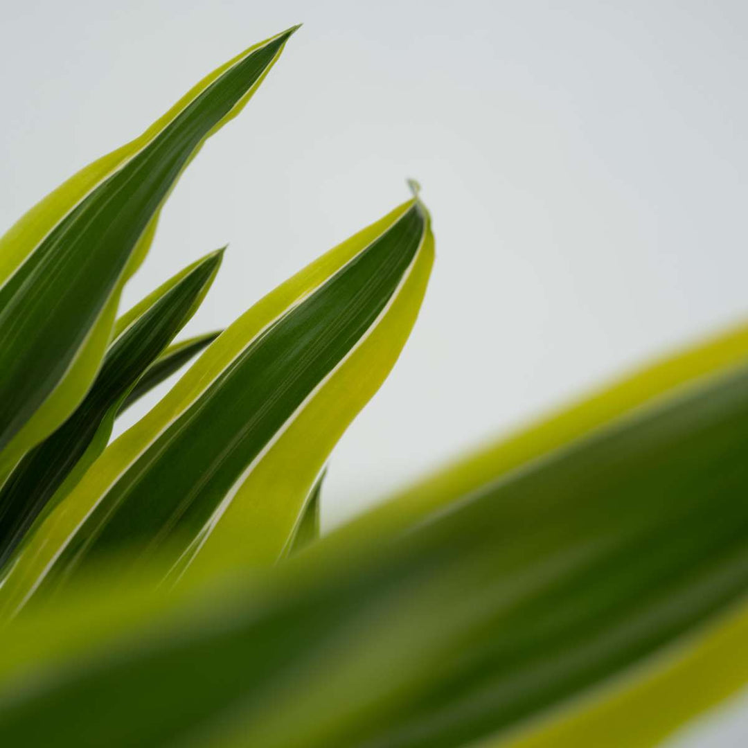 Dracaena Deremensis - Lemon Lime - Set van 2