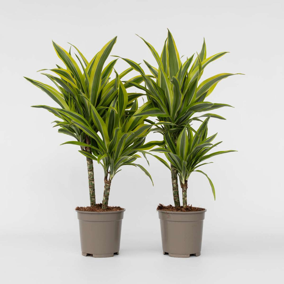 Dracaena Deremensis - Lemon Lime - Set van 2