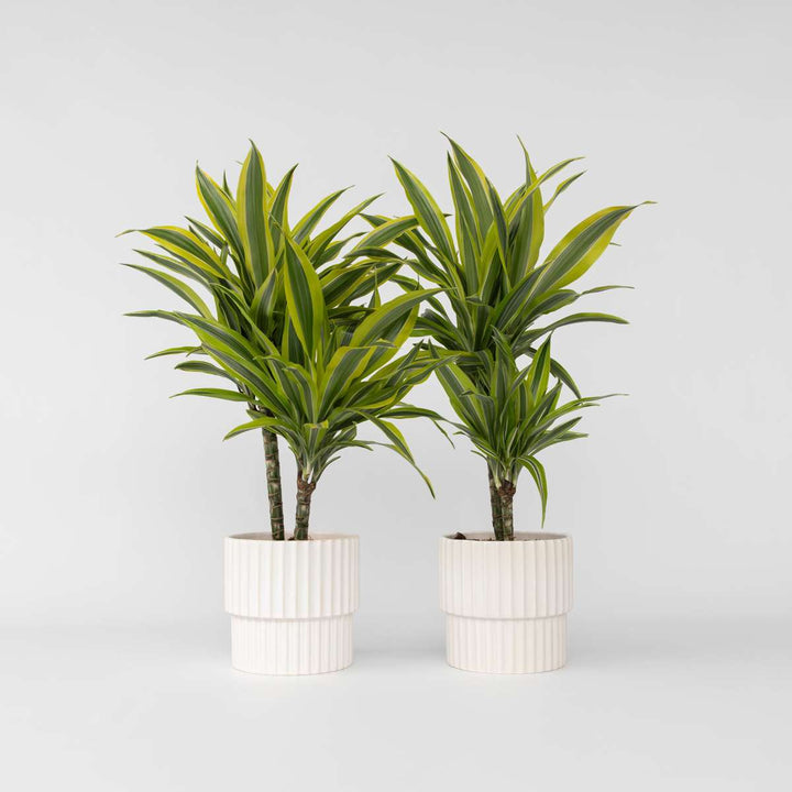 Dracaena Deremensis - Lemon Lime - Set van 2