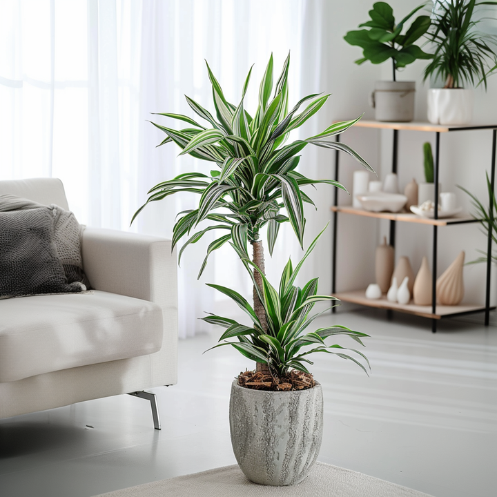 Dracaena Deremensis - White Stripe