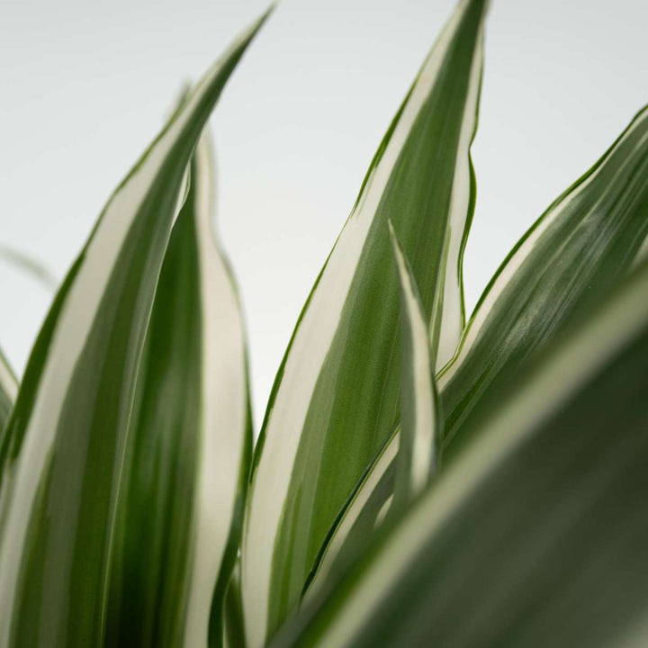 Dracaena Deremensis - White Stripe