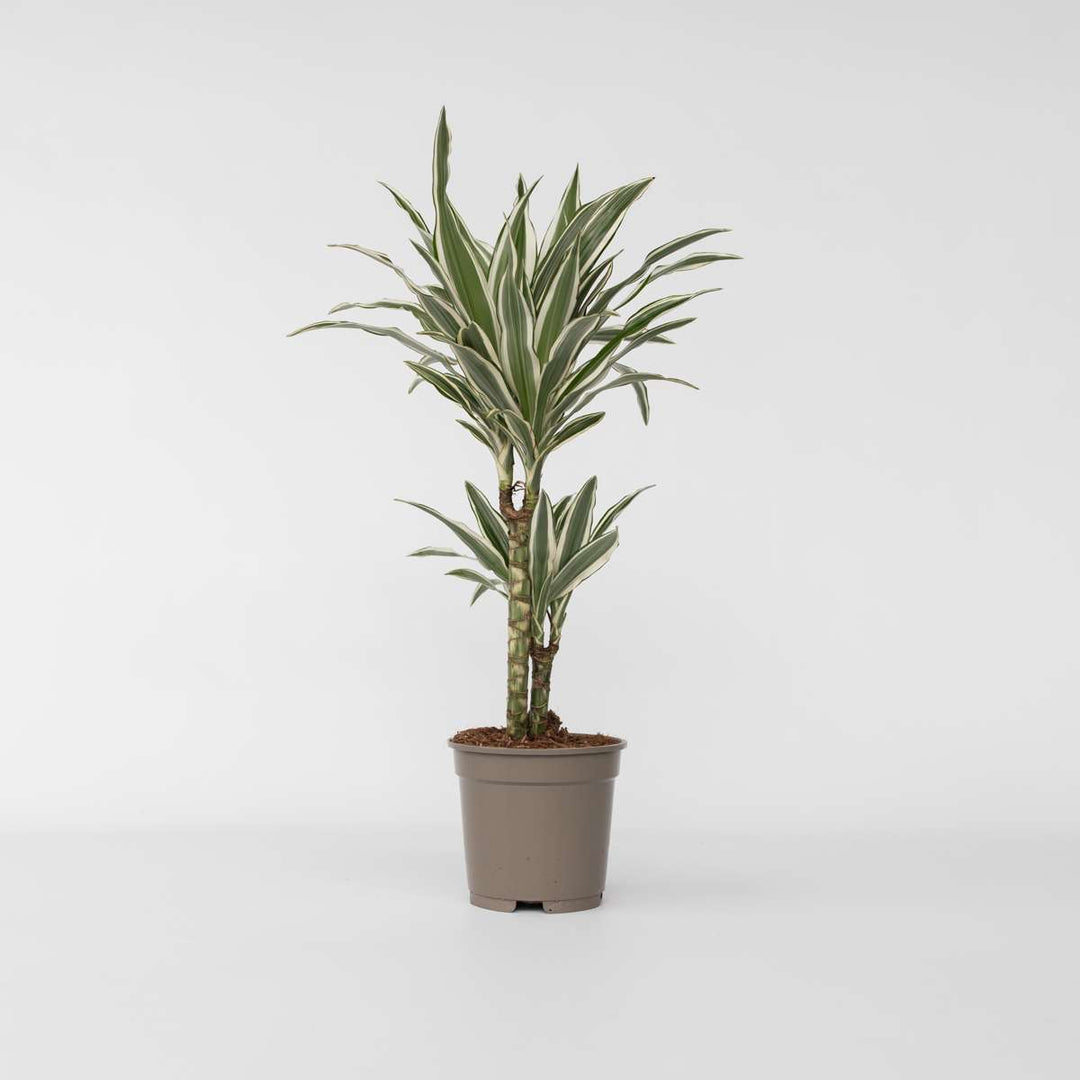 Dracaena Deremensis - White Stripe