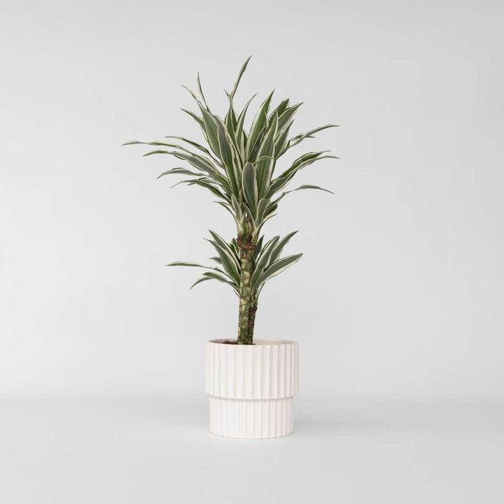 Dracaena Deremensis - White Stripe