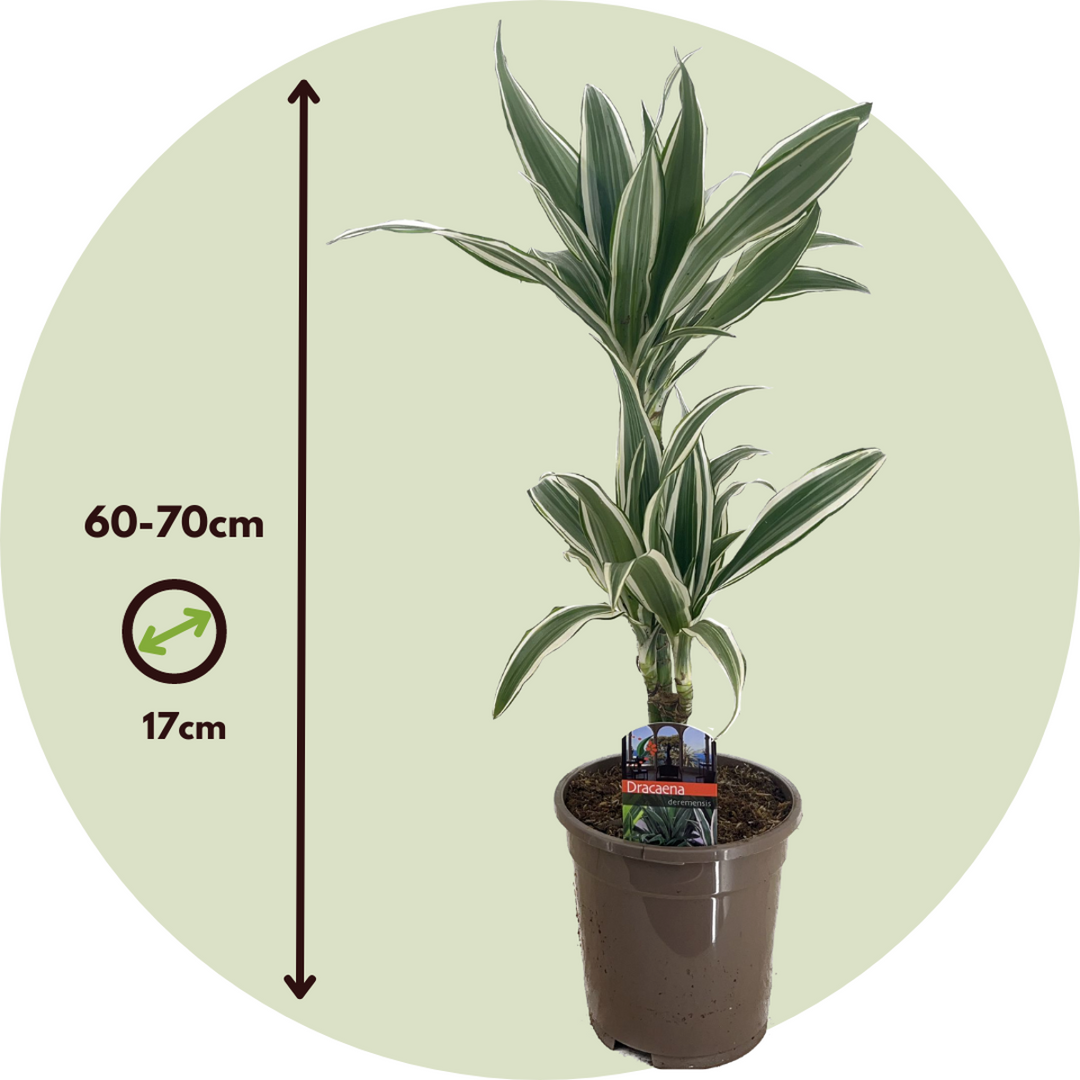 Dracaena Deremensis - White Stripe