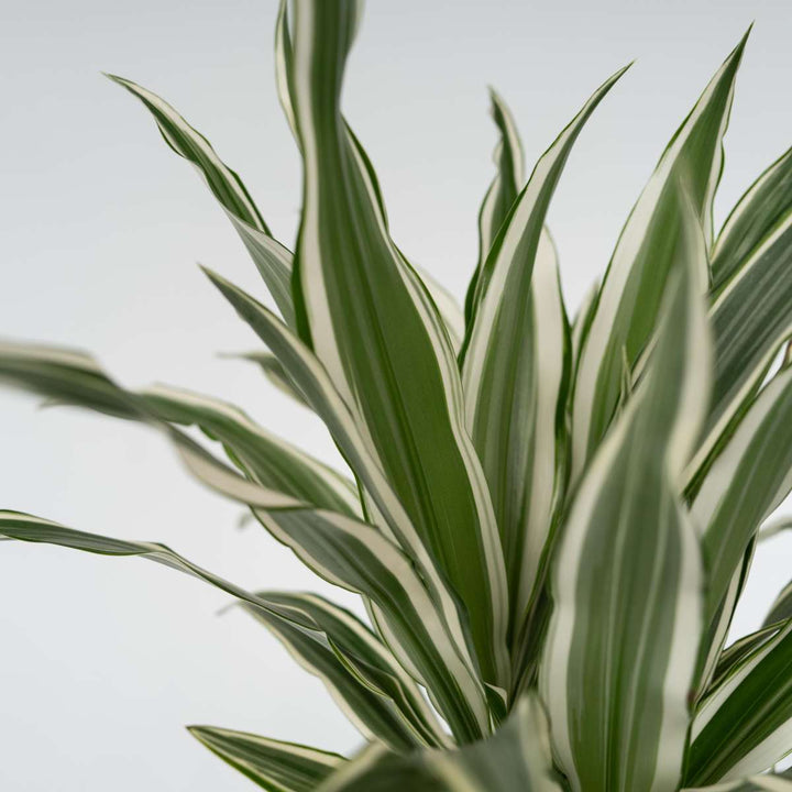 Dracaena Deremensis 'White Stripe' - Set van 2 - 60-70cm