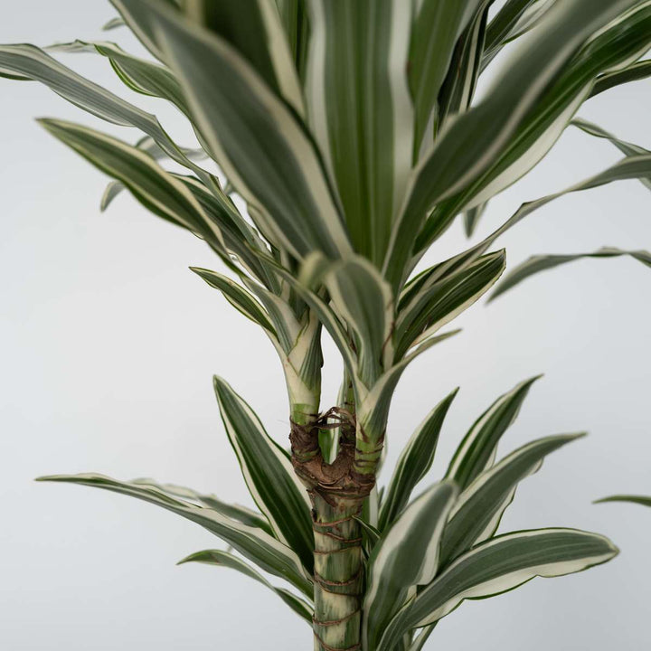 Dracaena Deremensis 'White Stripe' - Set van 2 - 60-70cm