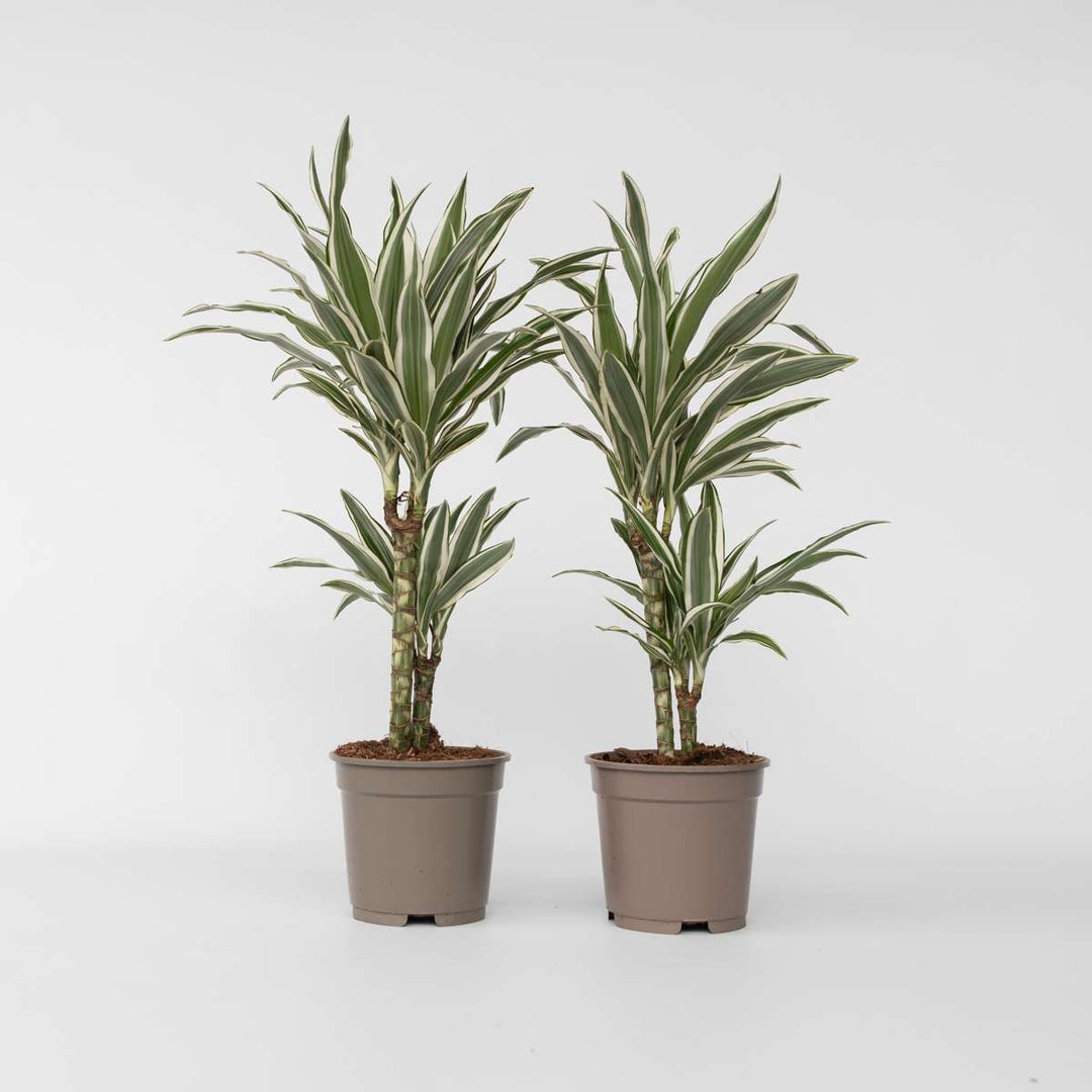 Dracaena Deremensis 'White Stripe' - Set van 2 - 60-70cm