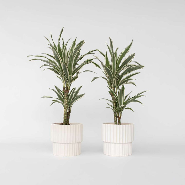 Dracaena Deremensis 'White Stripe' - Set van 2 - 60-70cm