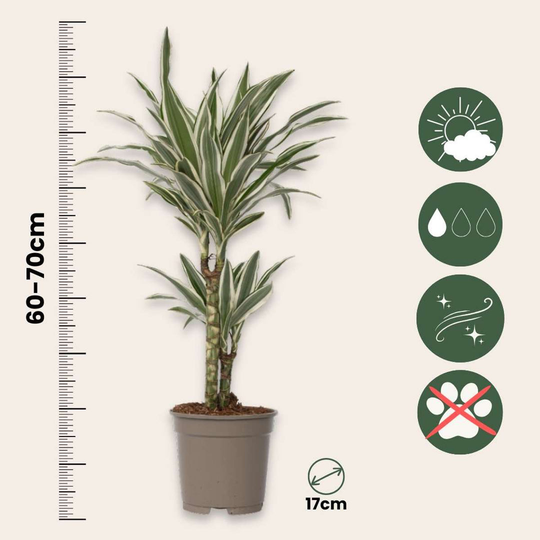 Dracaena Deremensis 'White Stripe' - set od 2 komada