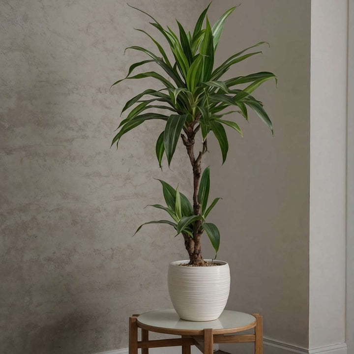 Dracaena Deremensis 'Janet Craig'