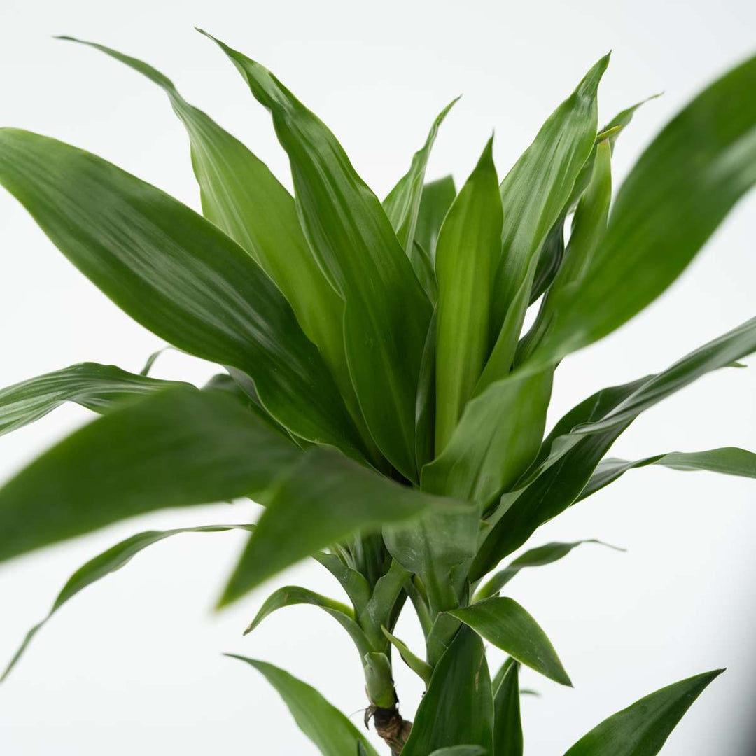 Dracaena Deremensis 'Janet Craig'