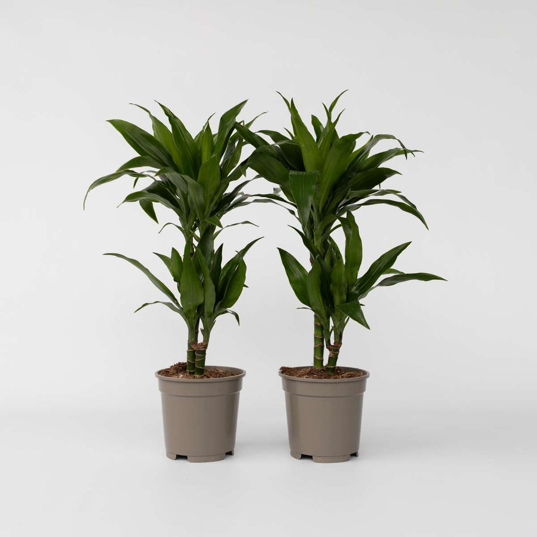 Dracaena Deremensis Janet Craig - Set van 2