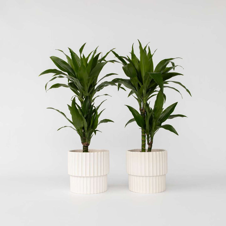 Dracaena Deremensis Janet Craig - Set van 2