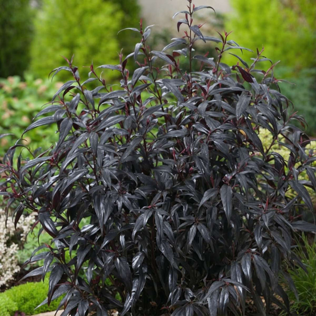 Strobilanthes anisophyllus 'Brunetthy' - Set van 2