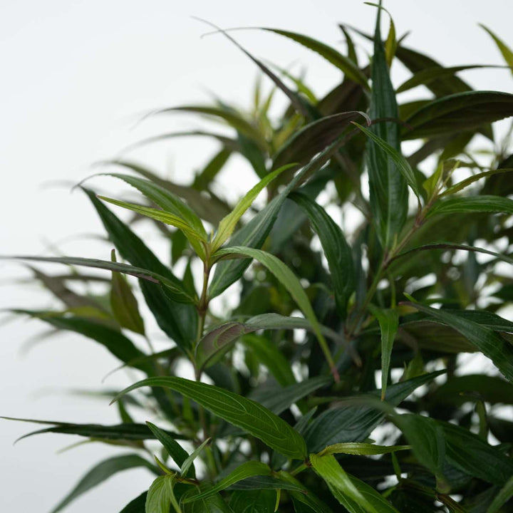 Strobilanthes anisophyllus 'Brunetthy' - Set van 2