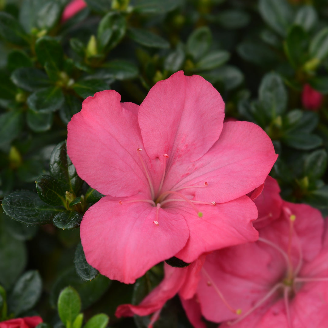 Rhododendron 'Azalea Anouk' - Set van 2