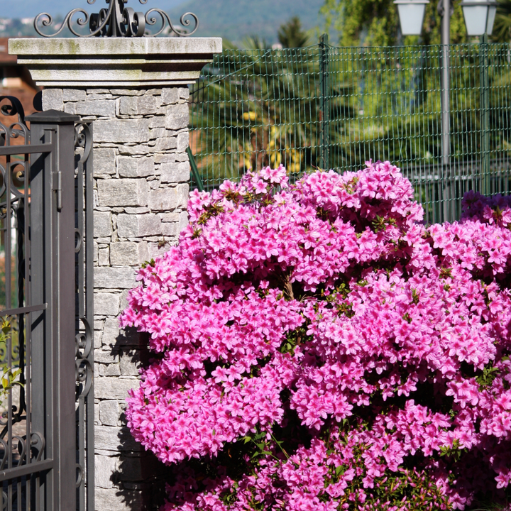 Rhododendron 'Azalea Anouk' - Set van 4