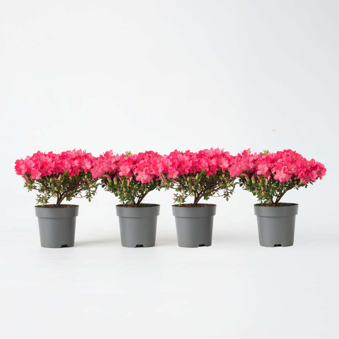 Rhododendron 'Azalea Anouk' - Set van 4