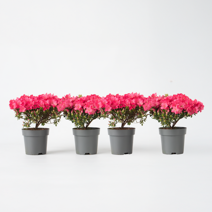Rhododendron 'Azalea Anouk' - Set van 4