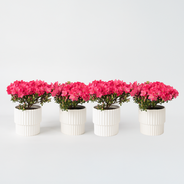 Rhododendron 'Azalea Anouk' - Set van 4