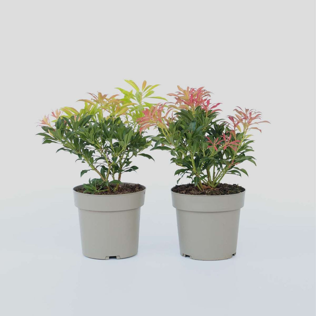 Pieris 'Forest Flame' - Set van 4 - Rotsheide