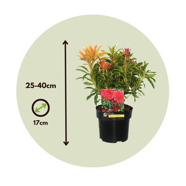 Pieris 'Forest Flame' - Set van 4 - Rotsheide