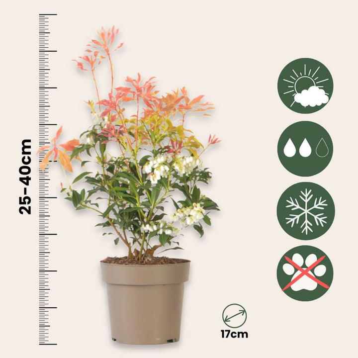 Pieris 'Forest Flame' - Set van 4 - Rotsheide