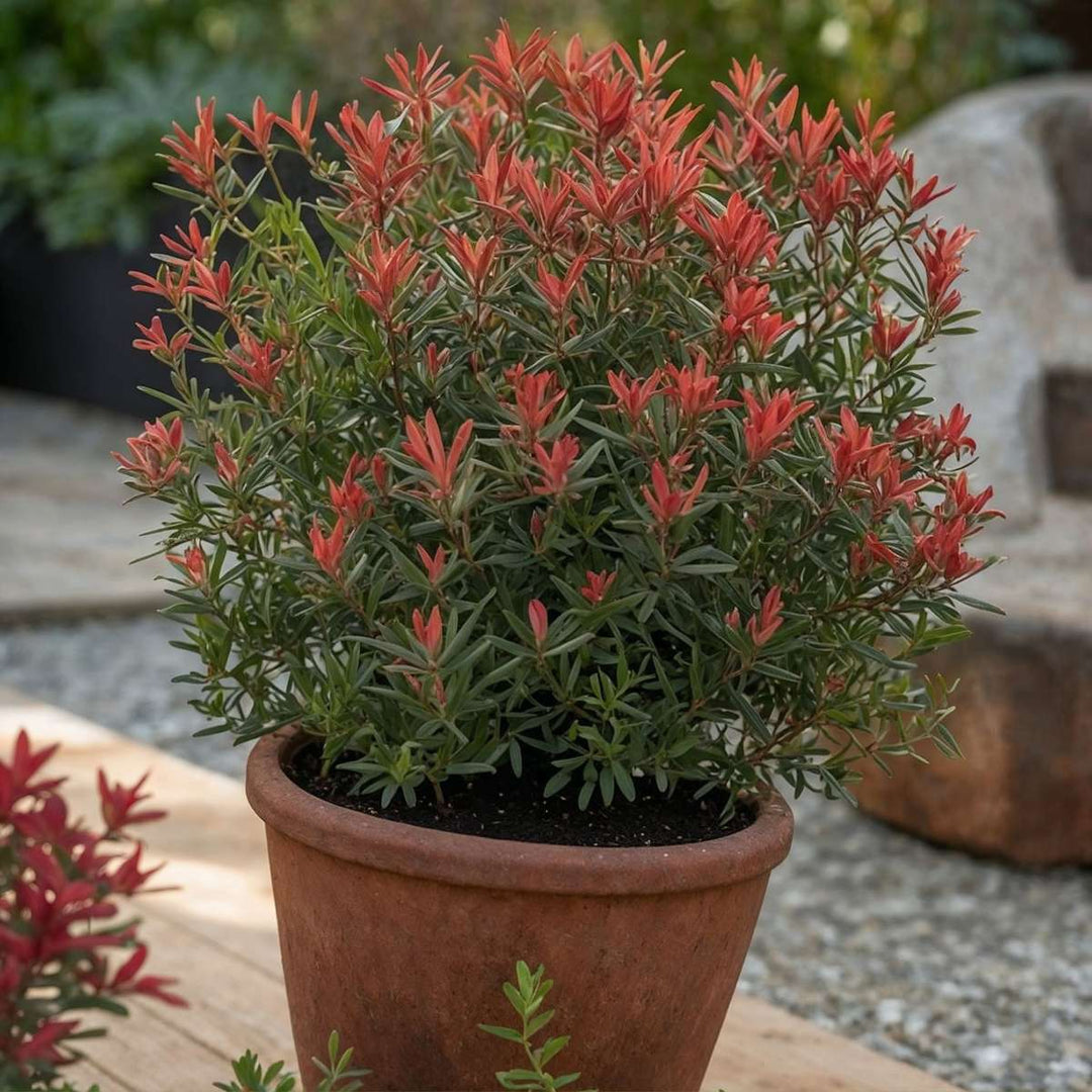 Pieris japonica 'Little Heath' - Set od 2 - FloraStore
