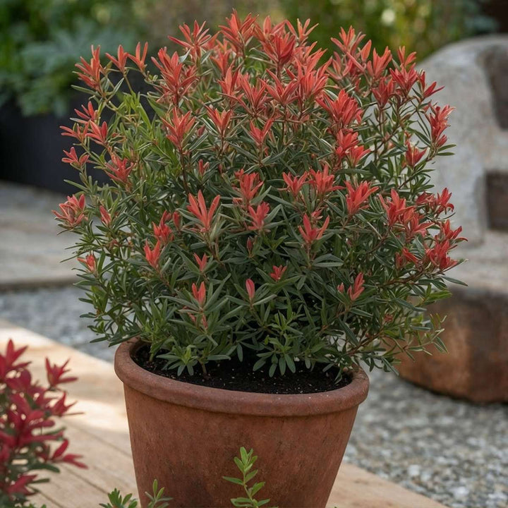 Pieris japonica 'Little Heath' - Set od 2 - FloraStore