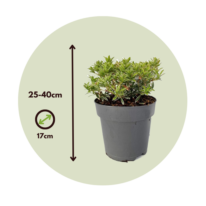 Pieris japonica 'Little Heath' - Set od 2 - FloraStore