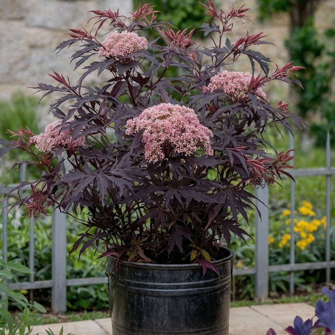 Sambucus nigra 'Black Lace' - Set van 4