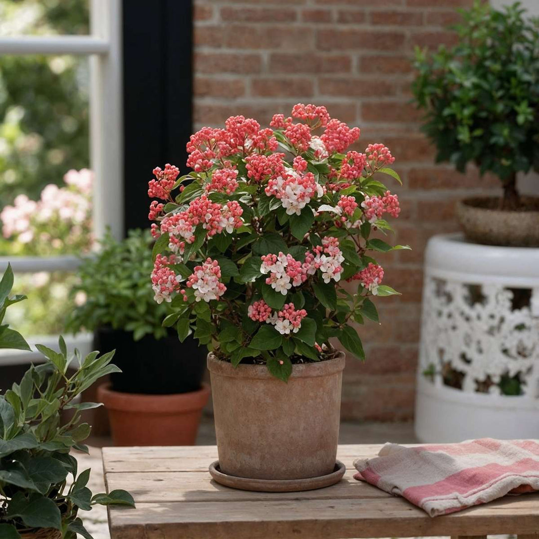 Viburnum Tinus - Set od 4 - Snježna kugla