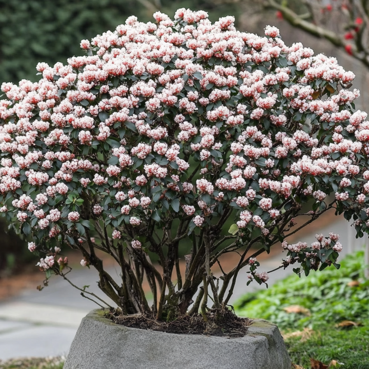 Viburnum Tinus - Set od 4 - Snježna kugla