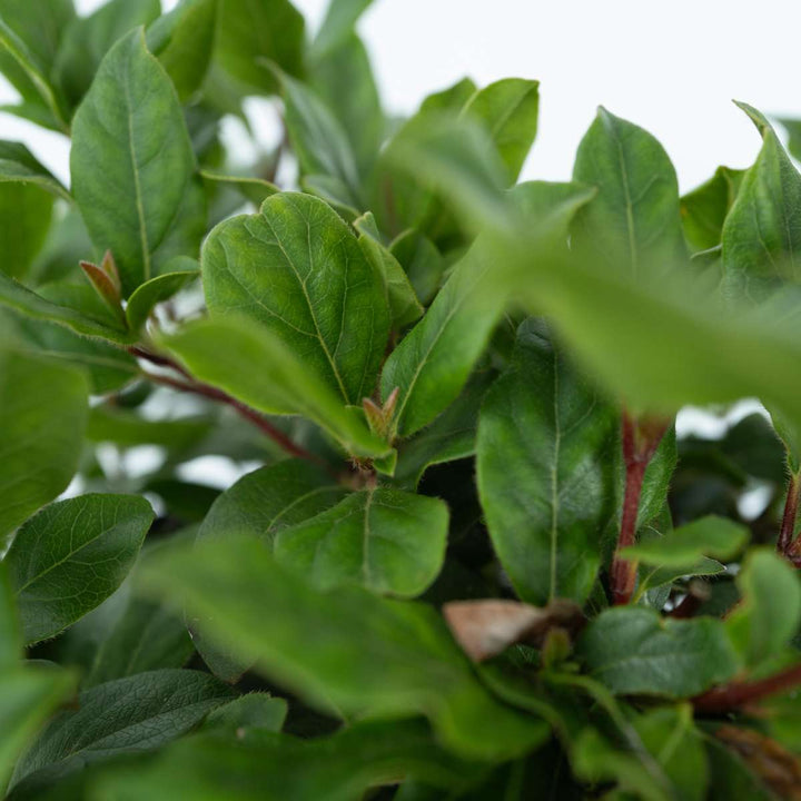 Viburnum Tinus - Set van 2 - Sneeuwbal