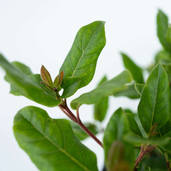 Viburnum Tinus - Set van 2 - Sneeuwbal