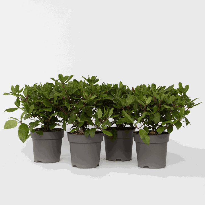 Viburnum Tinus - Set od 4 - Snježna kugla