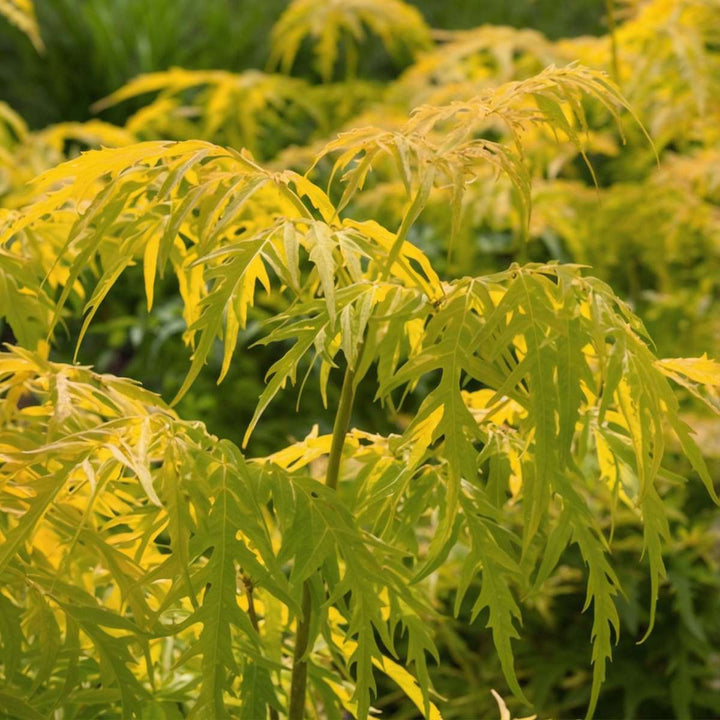 Sambucus nigra 'Aurea' - Set od 2 - FloraStore