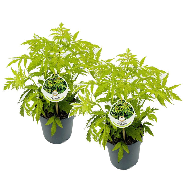 Sambucus nigra 'Aurea' - Set od 2 - FloraStore
