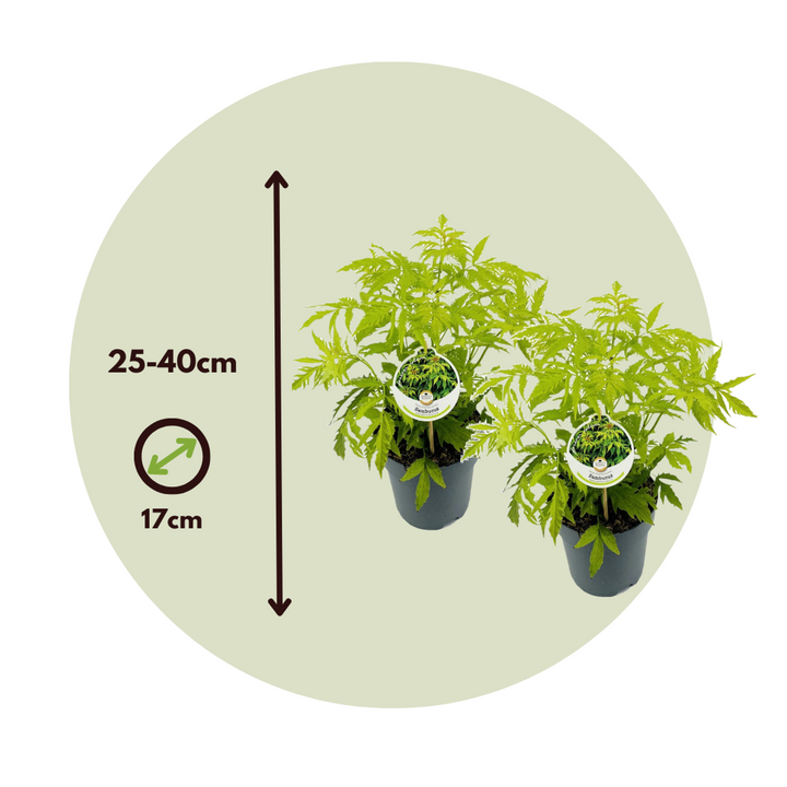 Sambucus nigra 'Aurea' - Set od 2 - FloraStore