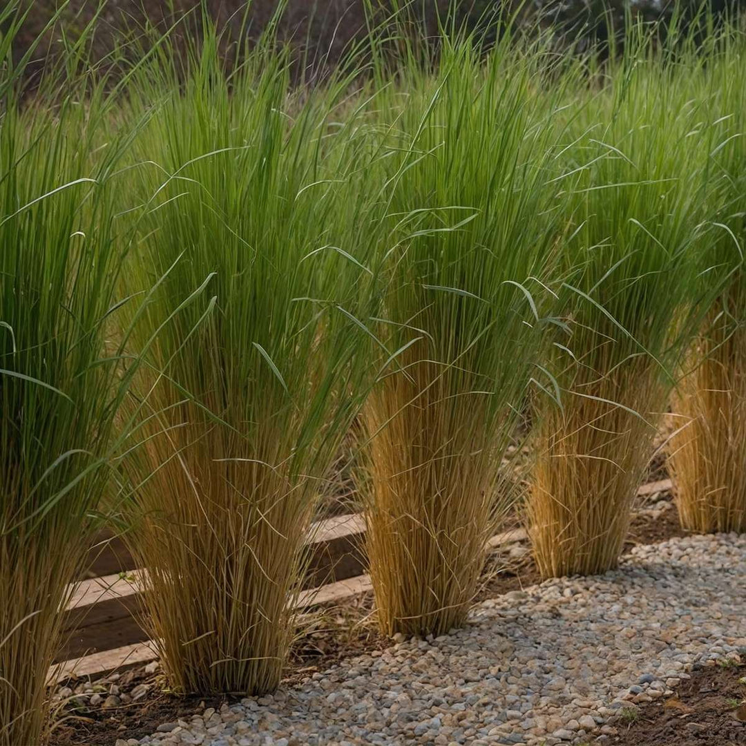 Panicum virgatum 'Northwind' - Set van 2 - Siergrassen