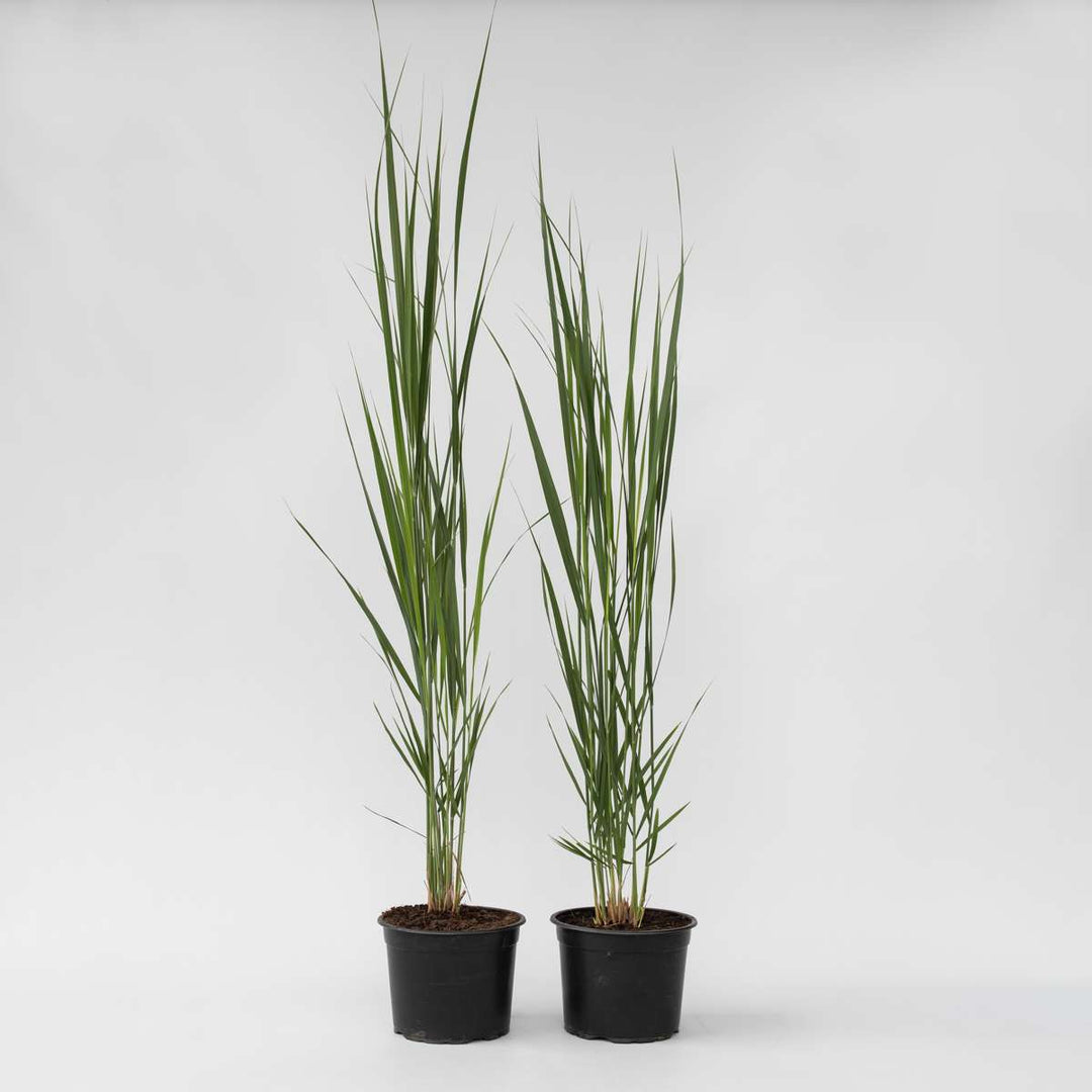 Panicum virgatum 'Northwind' - Set van 2 - Siergrassen