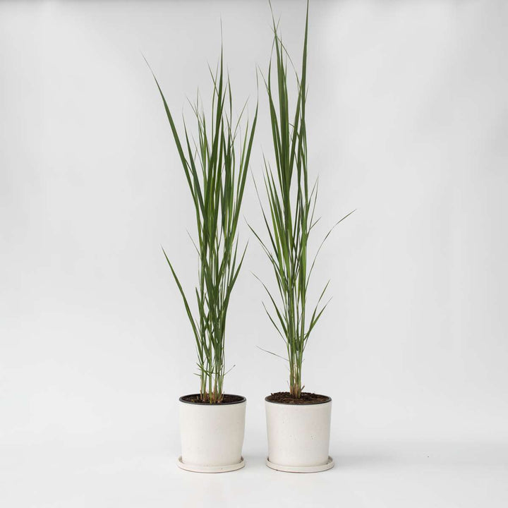 Panicum virgatum 'Northwind' - Set van 2 - Siergrassen