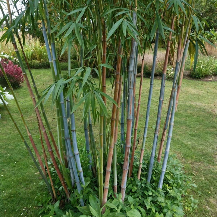 Fargesia papyrifera 'Blue Dragon' - 2 stuks - Blauwe Bamboe